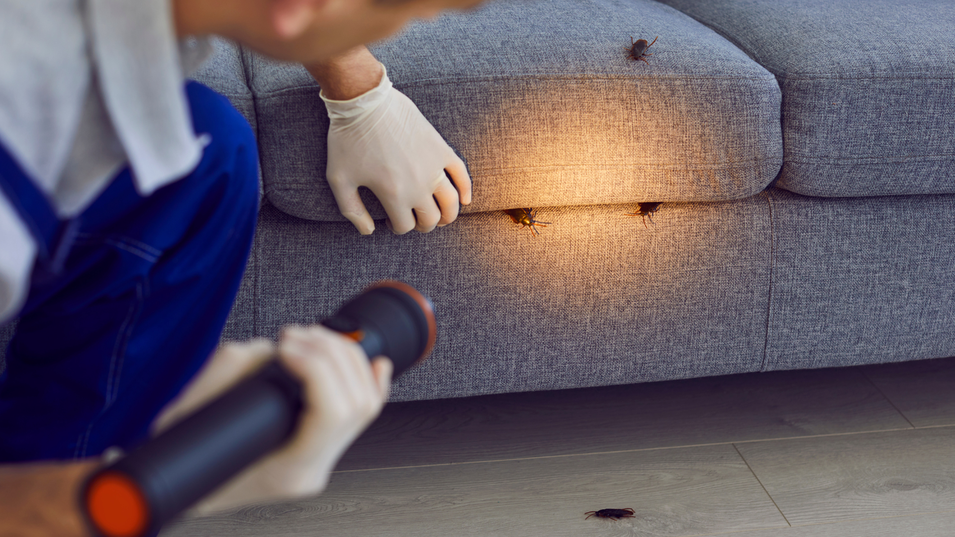 How to Partner with Real Estate Agents for Pest Control Referrals